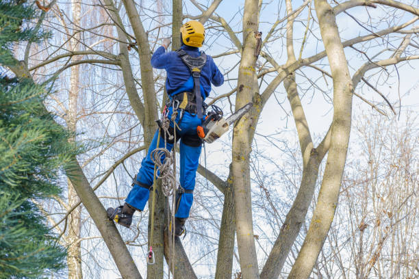 Best Tree Trimming and Pruning  in Fellsmere, FL